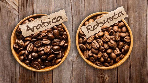 Cà phê Arabica và Robusta – phân biệt khó hay dễ?